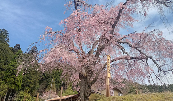 「森の京都」京北の桜を探訪