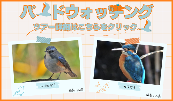 バードウォッチング