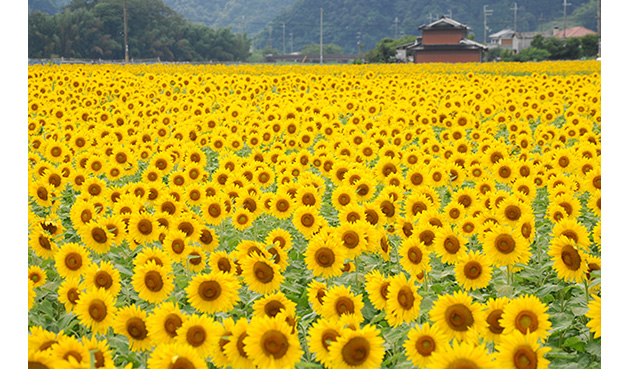 佐用のひまわりと兵庫県立フラワーセンター