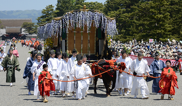 京都三大祭りを有料観覧席で葵祭と勸修寺のカキツバタ