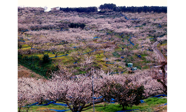 南部の梅林　（写真提供：みなべ町）