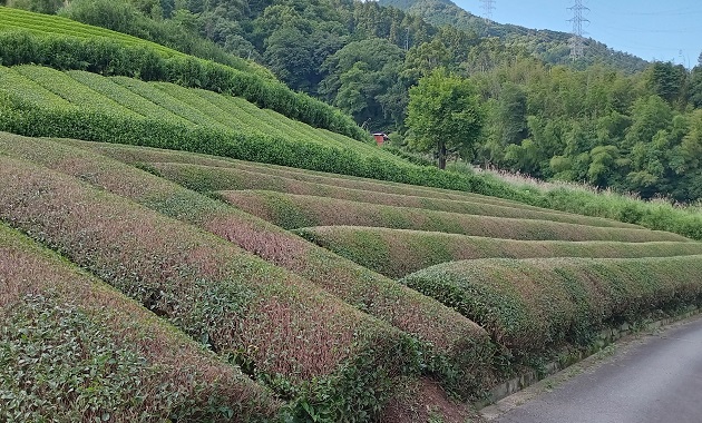 和束の茶畑(イメージ)
