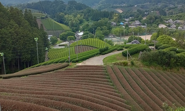 和束の茶畑(イメージ)