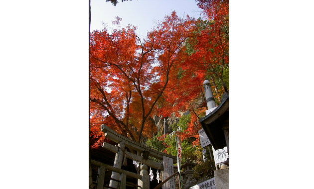 太郎坊宮の紅葉