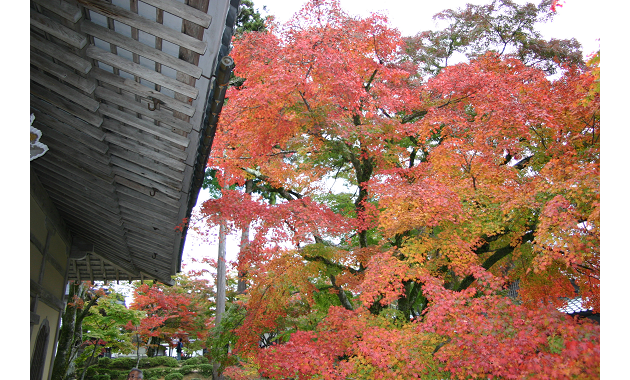 紅葉の永源寺