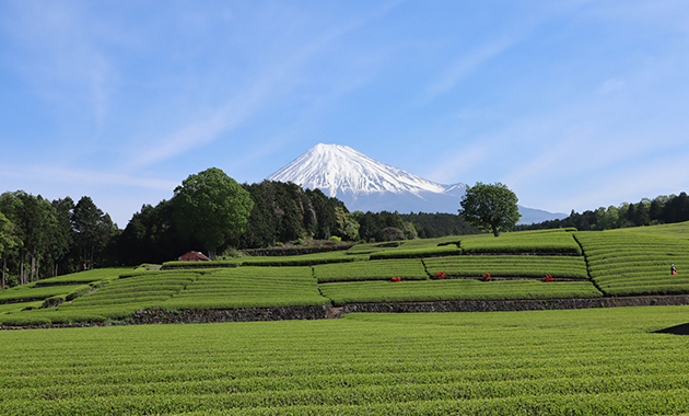 茶畑と冠雪の富士（イメージ）