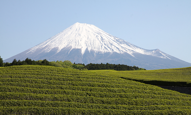 茶畑と冠雪の富士（イメージ）