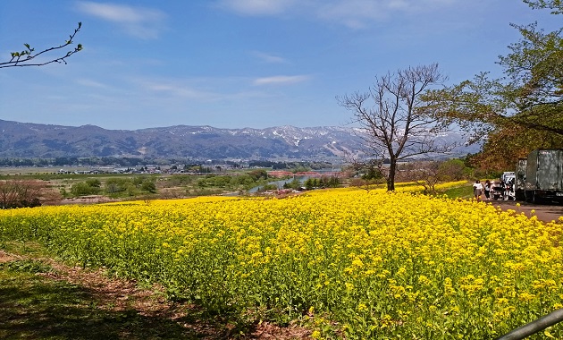 飯山の菜の花畑(イメージ)