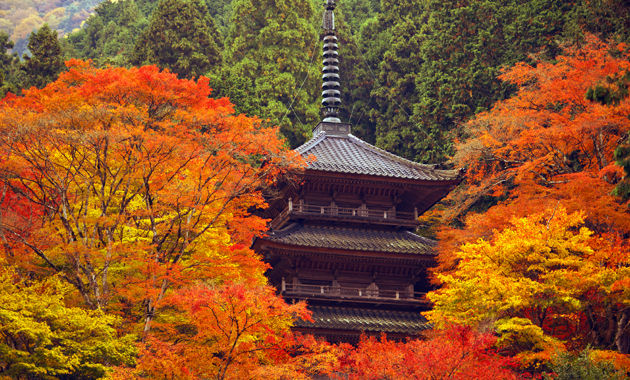 紅葉の高源寺（イメージ）