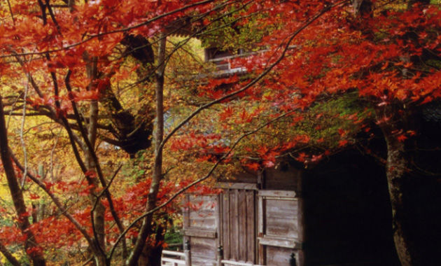 紅葉の高源寺（イメージ）