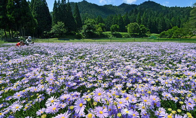 北山友禅菊（イメージ）