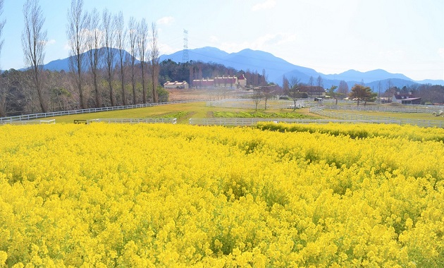 ブルーメの丘・菜の花(イメージ)