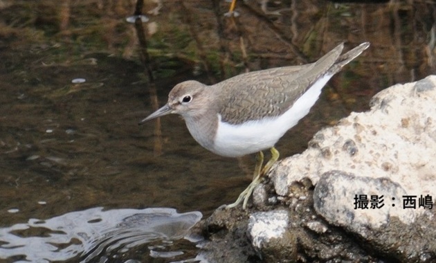 イソシギ(イメージ)