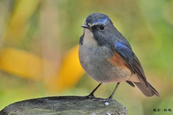 バードウォッチング