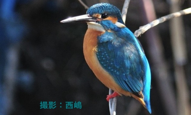 カワセミ(イメージ)