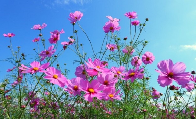 コスモスの花(イメージ)