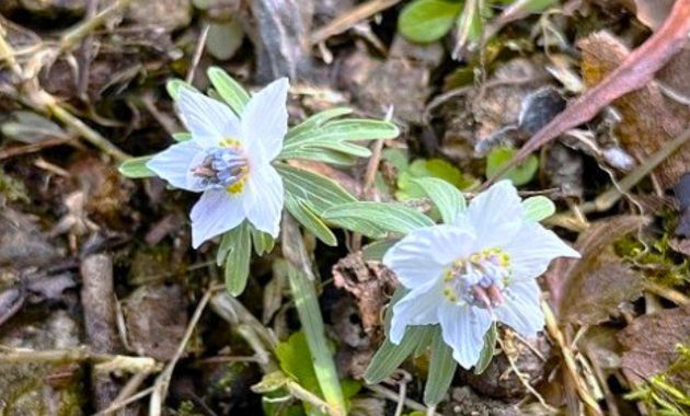 セツブンソウ(イメージ)