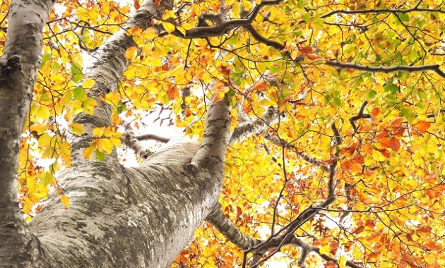 ブナの紅葉(イメージ)