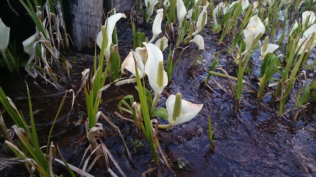 ミズバショウ(イメージ)