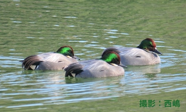 ヨシガモ(イメージ)