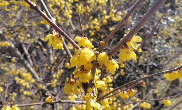 ロウバイ(イメージ)