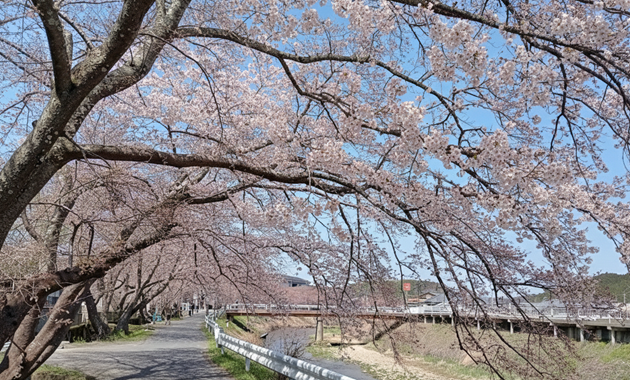 宇陀川の桜