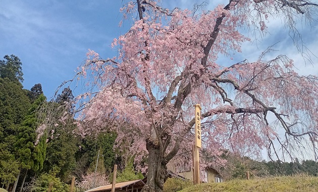 常照皇寺 門前のしだれ桜(イメージ)