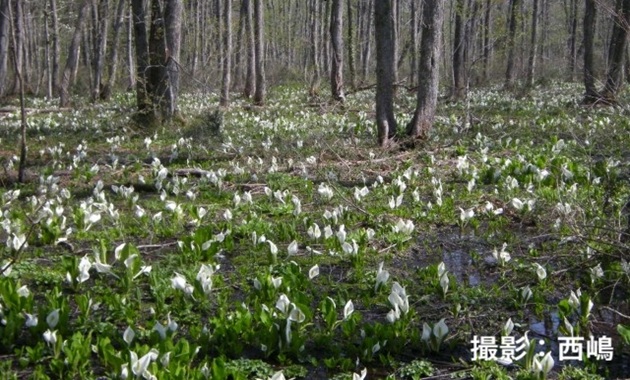 戸隠森林植物園