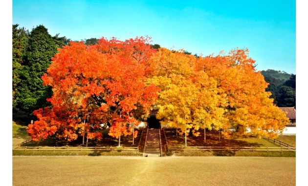 旧閑谷学校　紅葉の楷の木（イメージ）