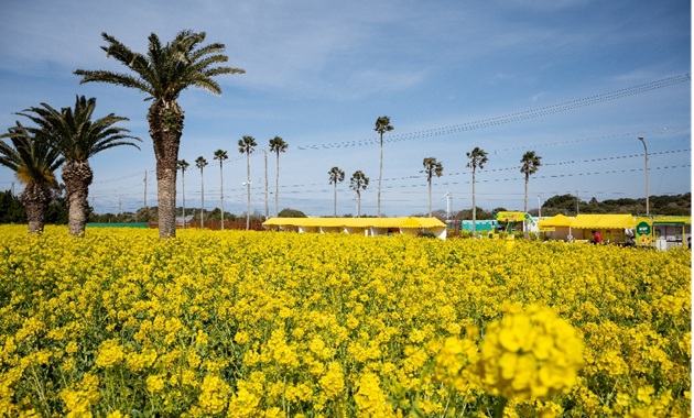 渥美半島菜の花まつり（提供：（一社）渥美半島観光ビューロー）