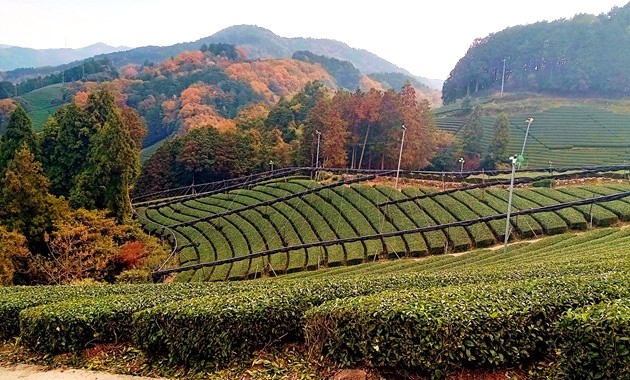 白栖の茶畑