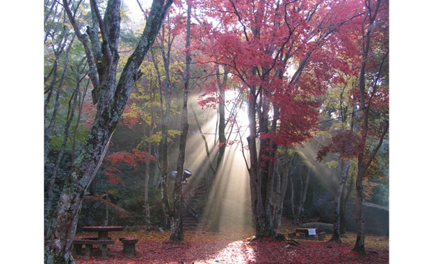 笠置山もみじ公園（写真提供：(公社)京都府観光連盟）