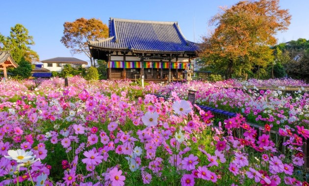 般若寺本堂とコスモス写真提供：般若寺