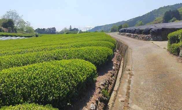 茶畑ハイキング(イメージ)