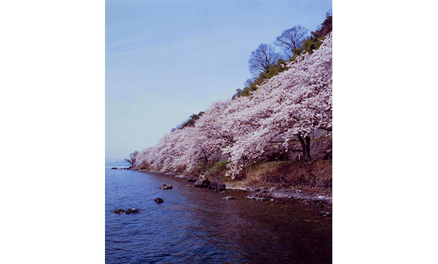 海津大崎の桜