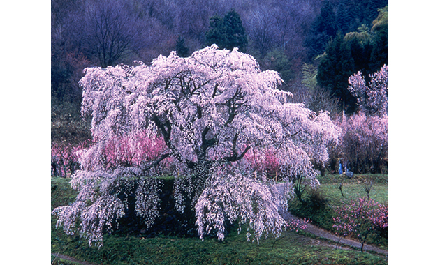 又兵衛桜