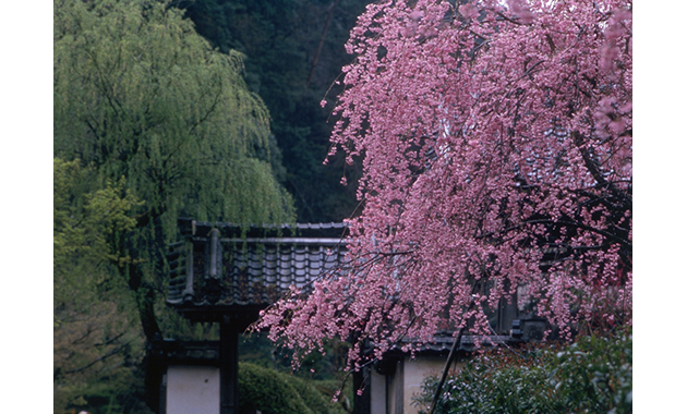 大野寺しだれ桜