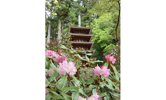 室生寺　シャクナゲ　写真提供：一般財団法人奈良県ビジターズビューロー
