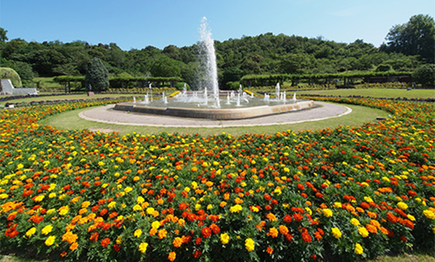 四季の花壇マリーゴールド