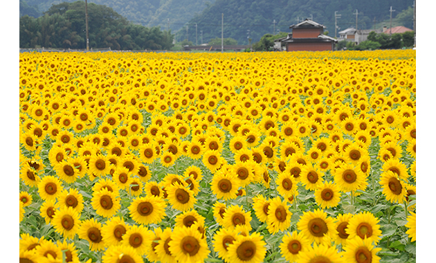 佐用のひまわり