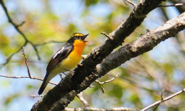 キビタキ(イメージ)