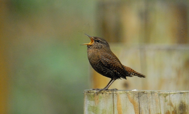 ミソサザイ(イメージ)