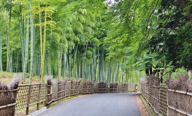 洛西 西の岡竹林通（イメージ）
