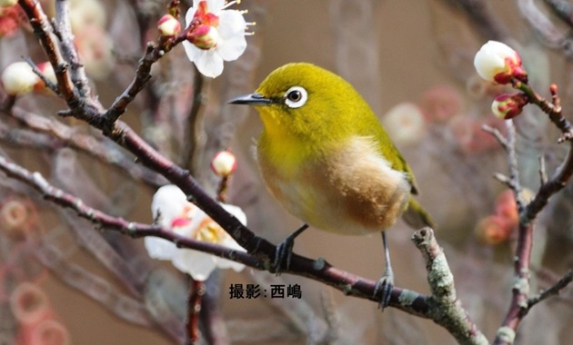 メジロ(イメージ)