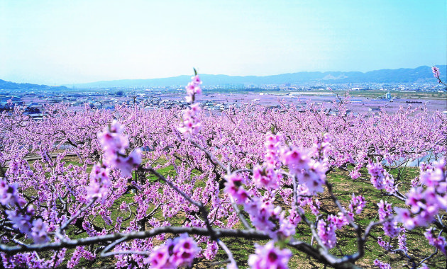 紀の川市の桃源郷（イメージ）