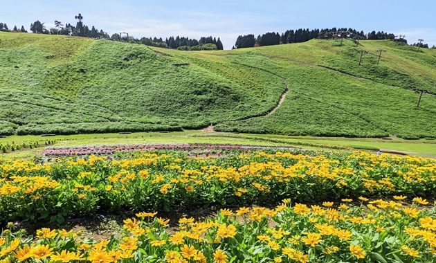 びわ湖箱館山のひまわり