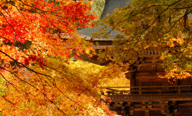 紅葉の大矢田神社（イメージ）