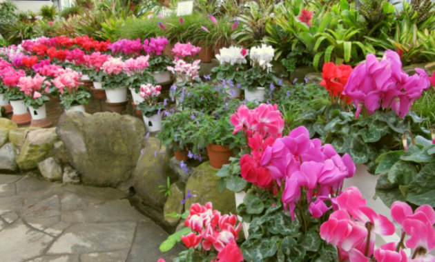 緑化センターの花々（イメージ）