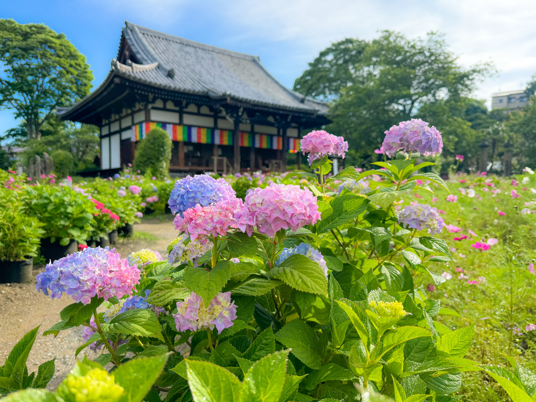 般若寺のアジサイ