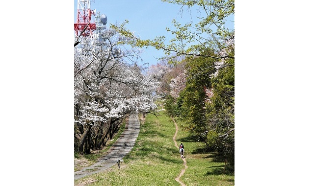 象頭山の尾根は並木に沿った緩い登り。テレビ局などの電波塔保守用道路に並行して大麻山山頂に向かう登山者の踏み跡が延々と続く＝香川県善通寺市大麻町で